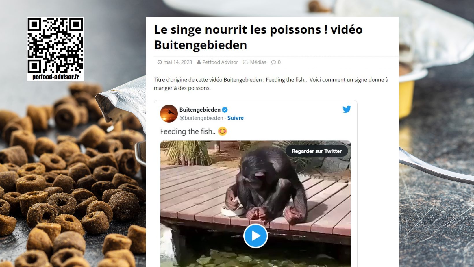 Le singe nourrit les poissons - vidéo Buitengebieden