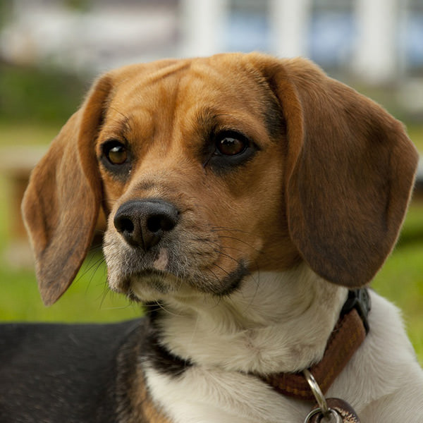 Comment trouver des informations pour bien acheter les croquettes de votre chien ?